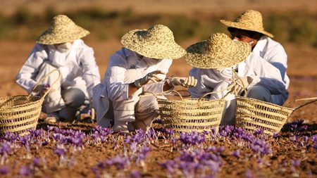خسارات ناشی از شیوع بیماریها در گیاهان دارویی کاهش مییابد خسارات ناشی از شیوع بیماریها در گیاهان دارویی کاهش مییابد