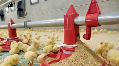 امنیت غذایی را با رفع چالشهای تولید مرغ لاین و بدون وابستگی به بازار جهانی تامین کنیم امنیت غذایی را با رفع چالشهای تولید مرغ لاین و بدون وابستگی به بازار جهانی تامین کنیم