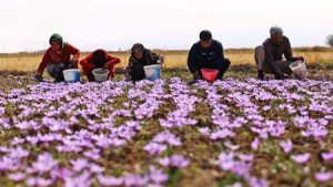 با کمک اقدامات نظارتی و خدماتی میزان واردات فرآوردههای طبیعی کاهش یافت با کمک اقدامات نظارتی و خدماتی میزان واردات فرآوردههای طبیعی کاهش یافت